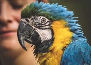 В Анапе полицейские лишили фотоживодера возможности зарабатывать на попугае из-за укуса