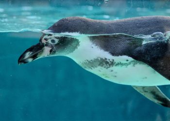 На Кубани заметили загадочного пингвина в Черном море