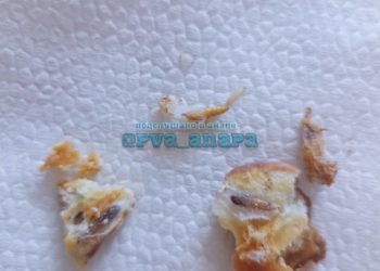 Жительница Кубани приобрела шоколадные печенья с начинкой из червей