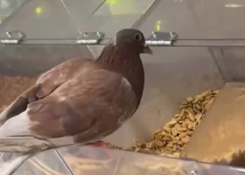 В Сочи в местном магазине заметили голубя на витрине