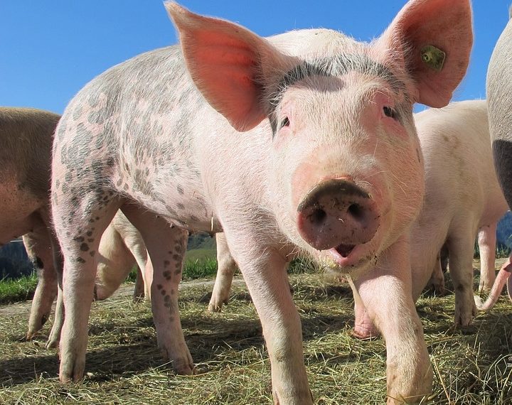 В Каневском районе объявили режим ЧС из-за вспышки африканской чумы свиней