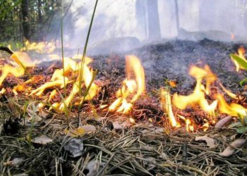Площадь пожара в Туапсинском районе за ночь выросла в два раза