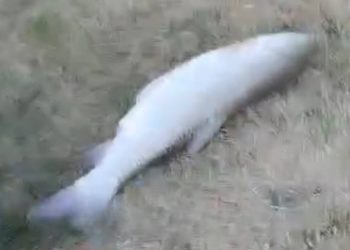 В Краснодаре на реке Кубань россиянин неожиданно поймал огромную рыбу