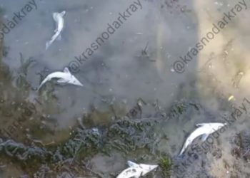 Под Краснодаром обнаружили множество мертвых осетров