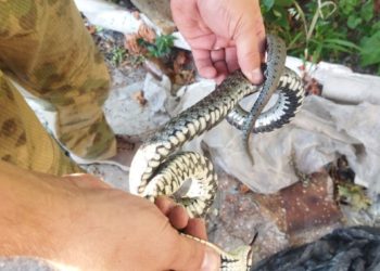 В Новороссийске змея переполошила обитателей частного домовладения