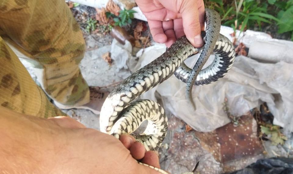 В Новороссийске змея переполошила обитателей частного домовладения