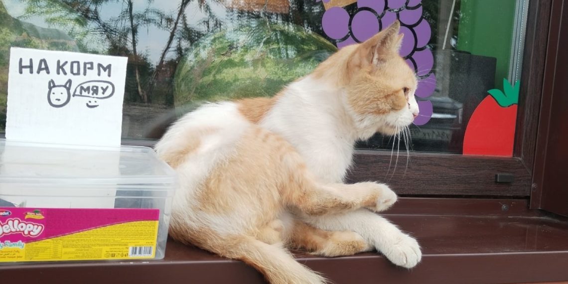 На Кубани в станице Елизаветинской обокрали кота