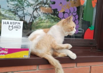 На Кубани в станице Елизаветинской обокрали кота