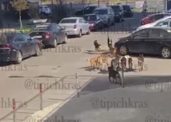 Жители микрорайона Любимово бьют тревогу из-за бродячих собак