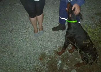 Собака-герой спасла заплутавшую пенсионерку из леса в новороссийске