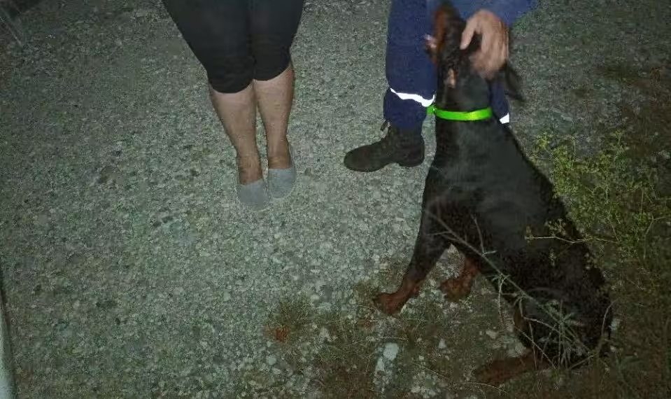 Собака-герой спасла заплутавшую пенсионерку из леса в новороссийске