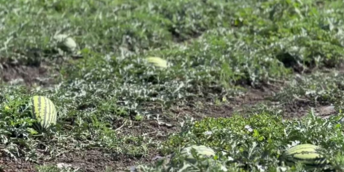 Кондратьев: на Кубани планируют собрать 80 тысяч дынь и арбузов в 2024 году