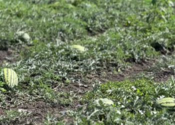 Кондратьев: на Кубани планируют собрать 80 тысяч дынь и арбузов в 2024 году