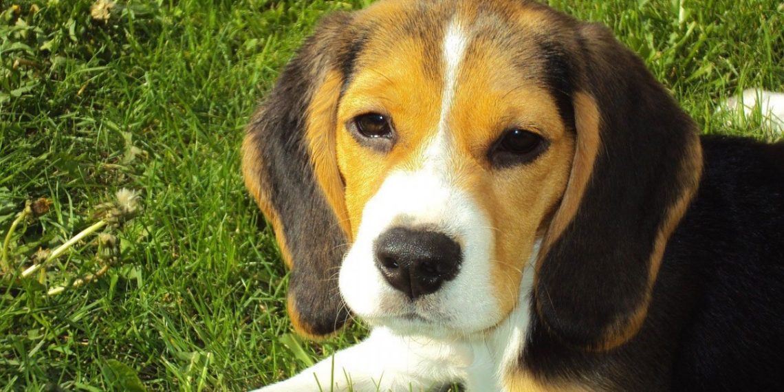 В Краснодаре бродячая собака покусала женщину