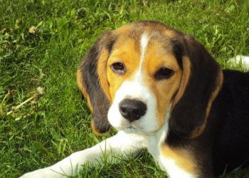 В Краснодаре бродячая собака покусала женщину