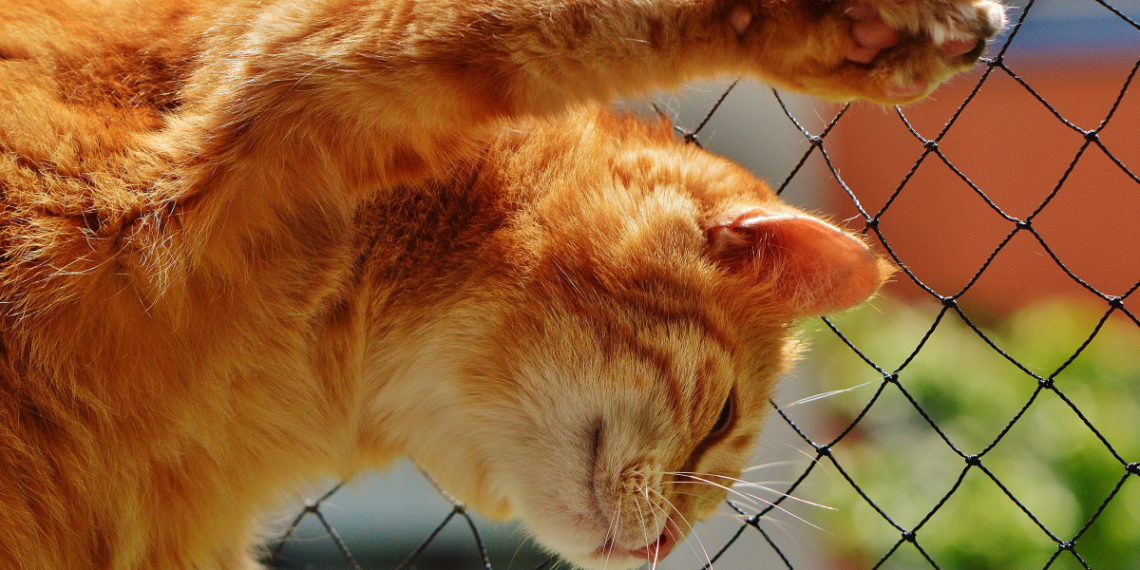 На Кубани живодеры изнасиловали кота и чуть не оторвали ему хвост