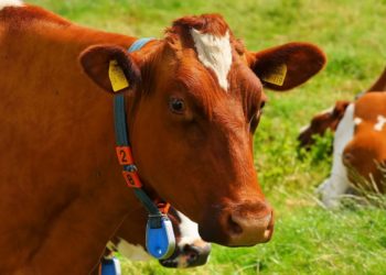 В Сочи коровы напали на мужчину и детей