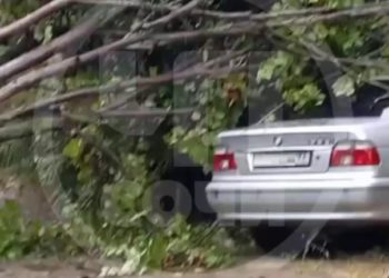 В Сочи дерево рухнуло на припаркованные автомобили