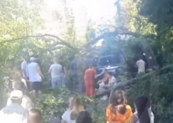 В Сочи дерево рухнуло на проезжающий автомобиль и перекрыло трассу