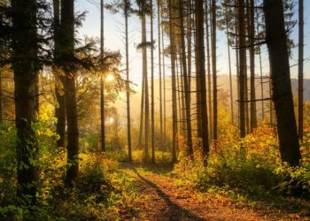 Жителям Краснодарского края запретели гулять в лесу