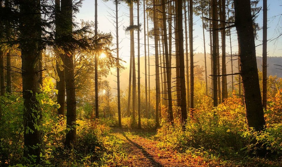 Жителям Краснодарского края запретели гулять в лесу