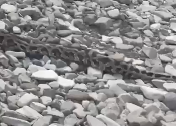 Удав переполошил посетителей пляжа в Туапсинском районе Кубани