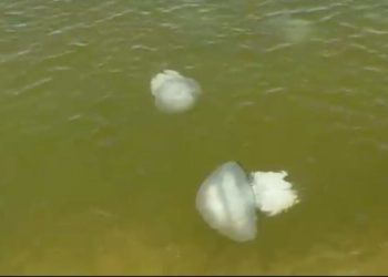 Огромные медузы «атаковали» пляж Азовского моря на Кубани