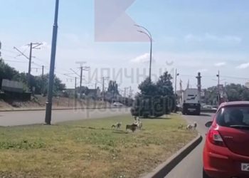 В Краснодаре из-за гусей образовалась пробка на дороге