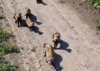 В Краснодарском крае стая хорьков напала на человека