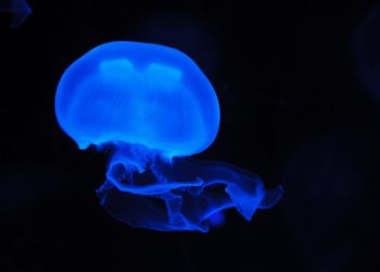 Странную синюю медузу обнаружили на диком пляже в Новороссийске