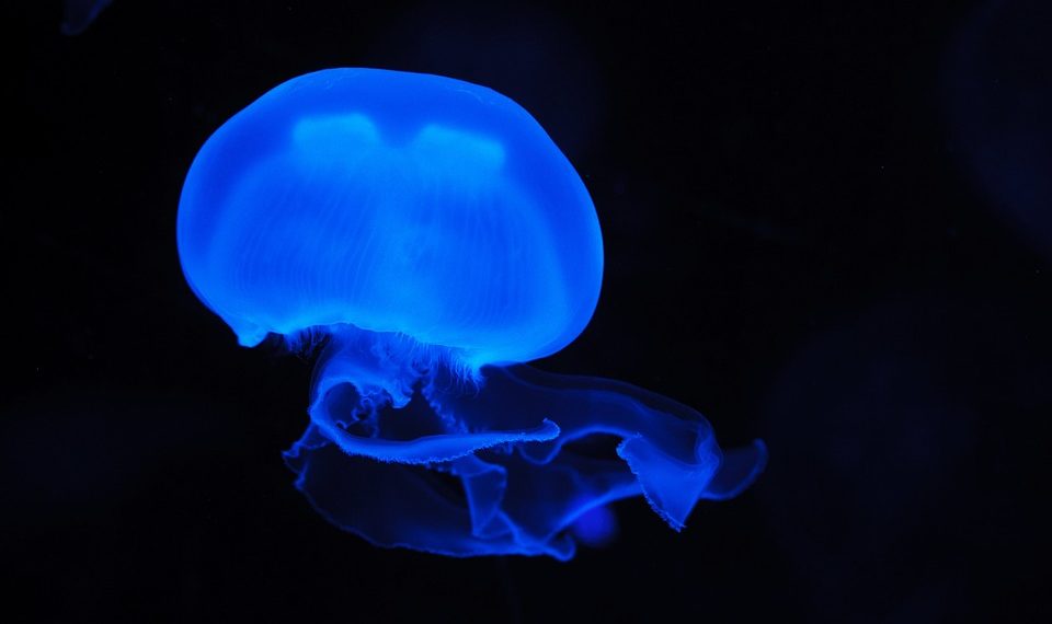 Странную синюю медузу обнаружили на диком пляже в Новороссийске