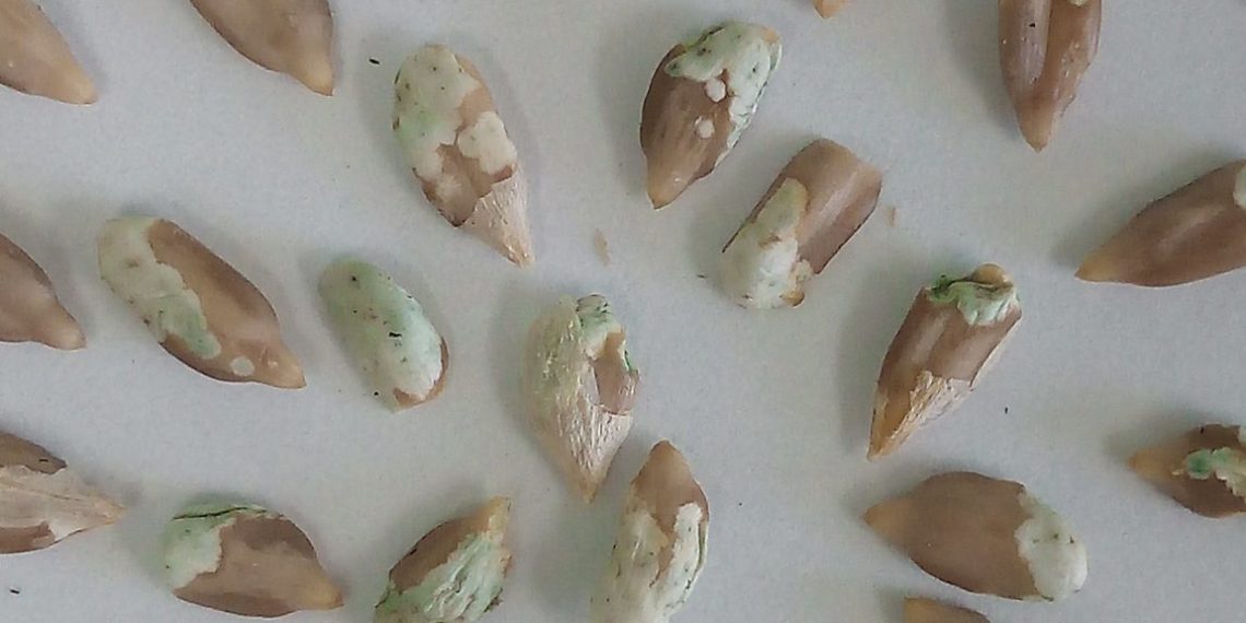 Странные семечки-мутанты заметили на Кубани