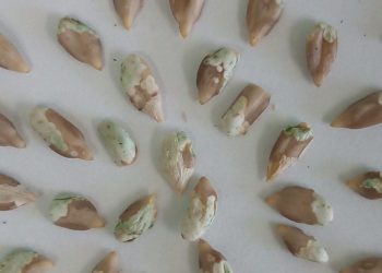 Странные семечки-мутанты заметили на Кубани