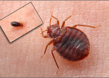 “Теперь развезут по всей стране”: нашествие клопов в Анапе