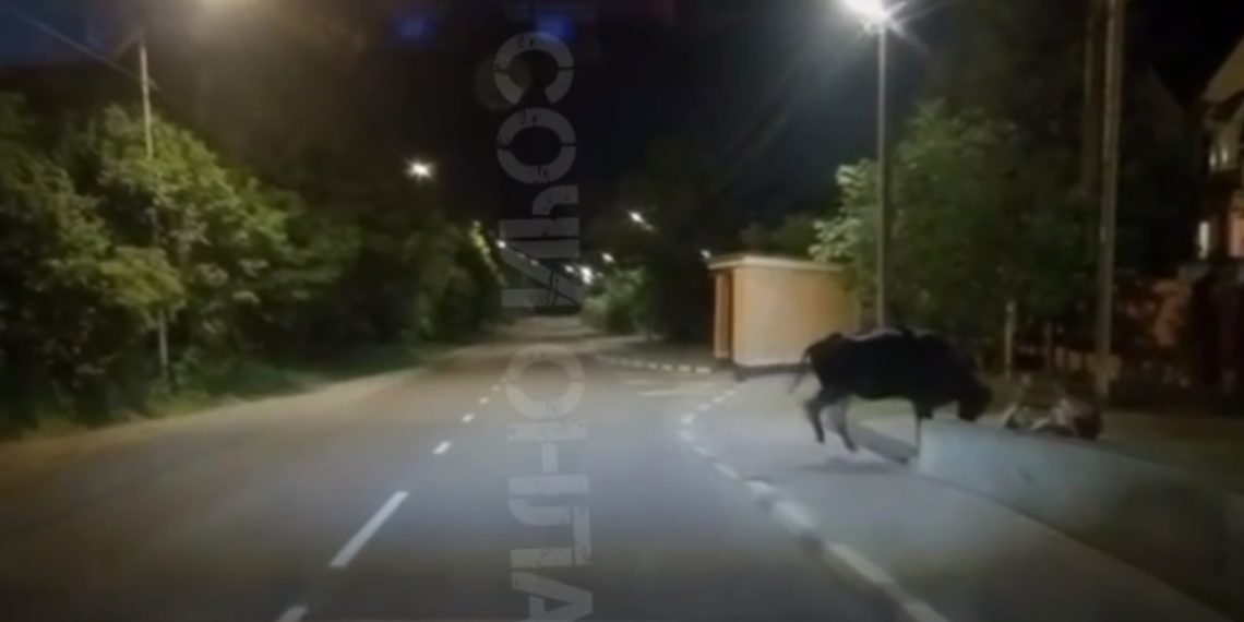 В Сочи корова напала на мужчину с ребенком и сбила их с ног