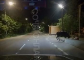 В Сочи корова напала на мужчину с ребенком и сбила их с ног