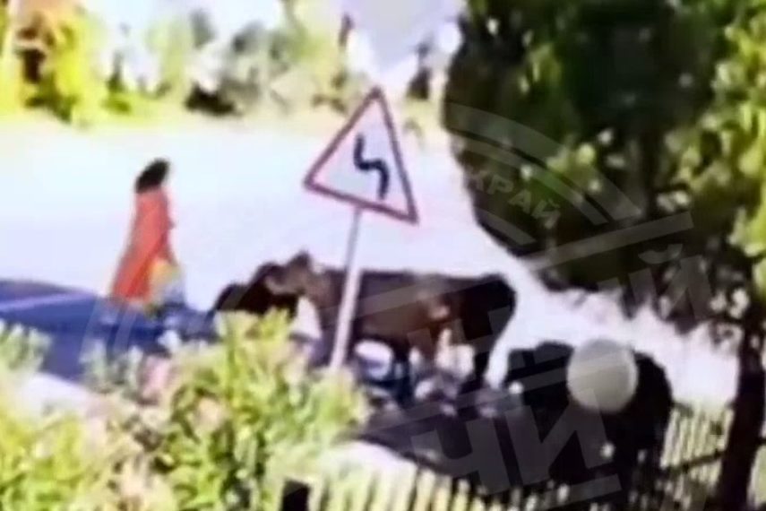 В Сочи корова забодала женщину до потери сознания