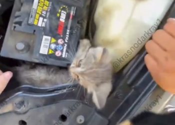 Краснодарцы обнаружили в едущей машине котенка