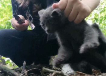 На Кубани 14-летняя девочка зарезала котенка по требованию интернет-подруги