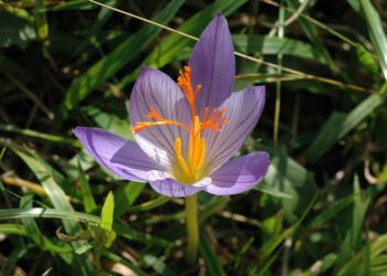 Раньше срока в горах Сочи расцвели шафраны