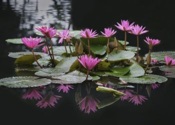 Адская жара высушила озеро лотосов близ Абрау-Дюрсо