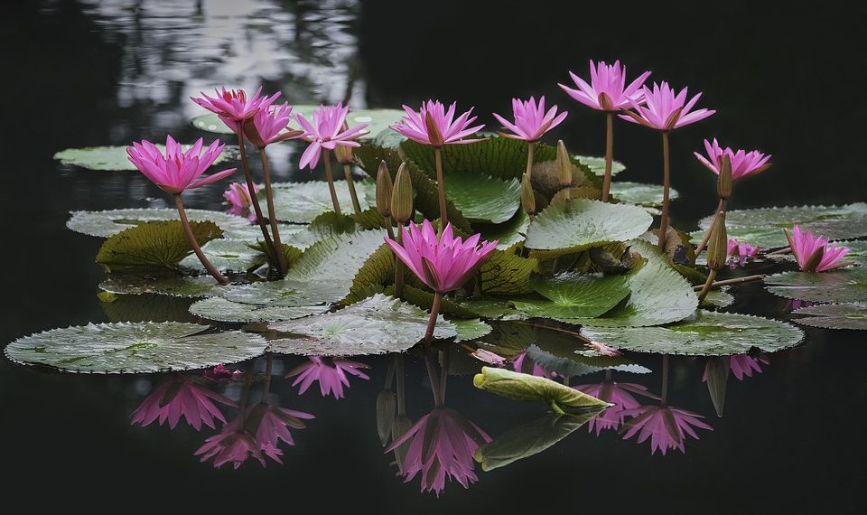 Адская жара высушила озеро лотосов близ Абрау-Дюрсо