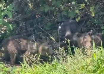 В Сочи трое медвежат пришли полакомиться на огород