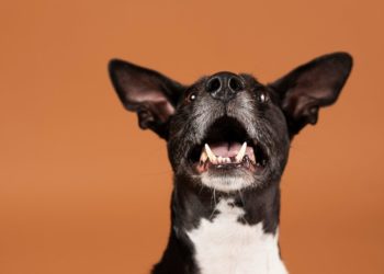 В Сочи собака покусала прохожую на набережной