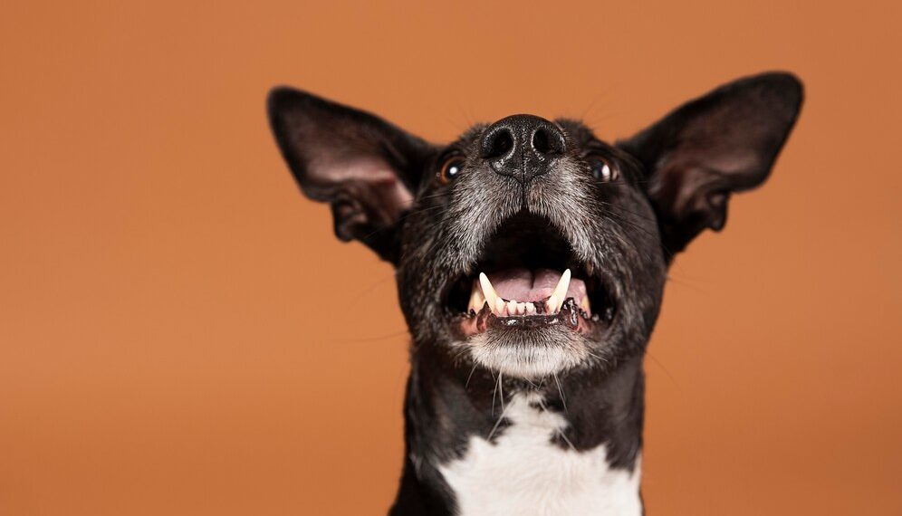 В Сочи собака покусала прохожую на набережной