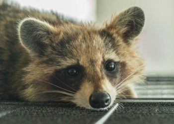 В Туапсинском районе борзый енот вышел из леса и укусил туристку