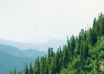 Более 1,5 га земли требует изъять Сочинский нацпарк у двух турфирм