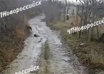 В селе под Новороссийском стая шакалов съедает животных