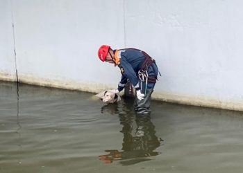 В Сириусе спасли упавшую в сточные воду собаку