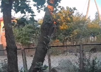 Под Краснодаром собаки на самовыгуле нападают на людей и животных